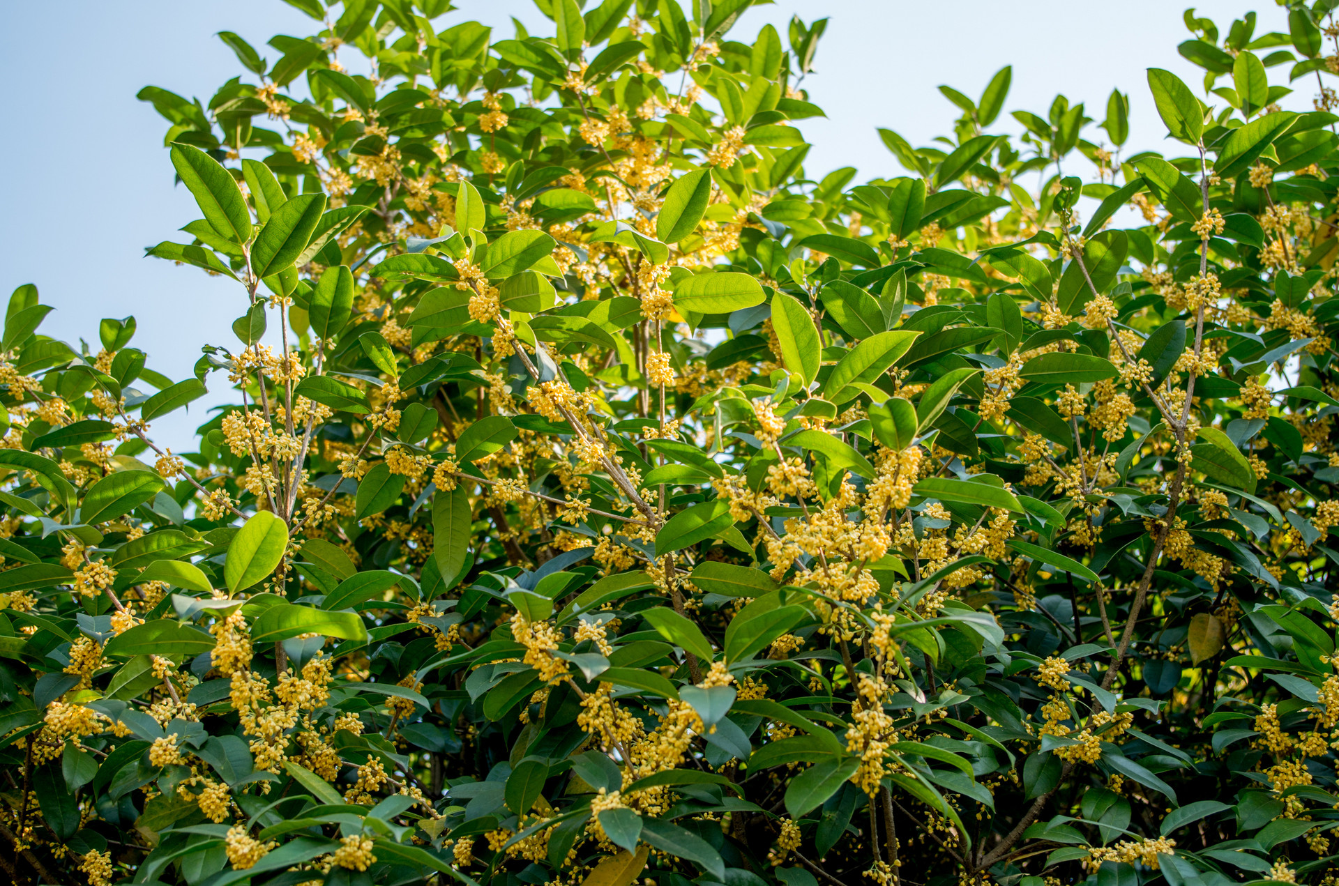 桂花树的风水禁忌大全